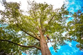 Best Commercial Tree Services  in South Amherst, OH