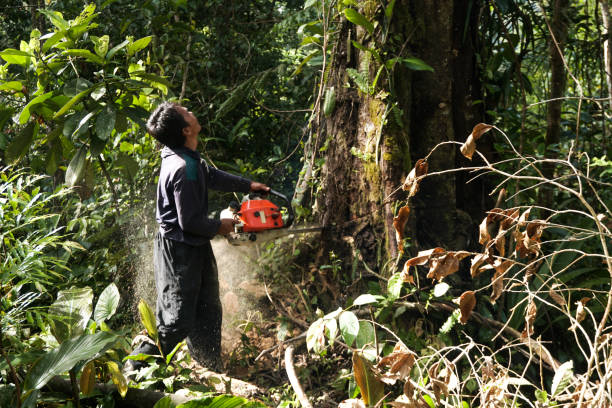 Best Root Management and Removal  in South Amherst, OH