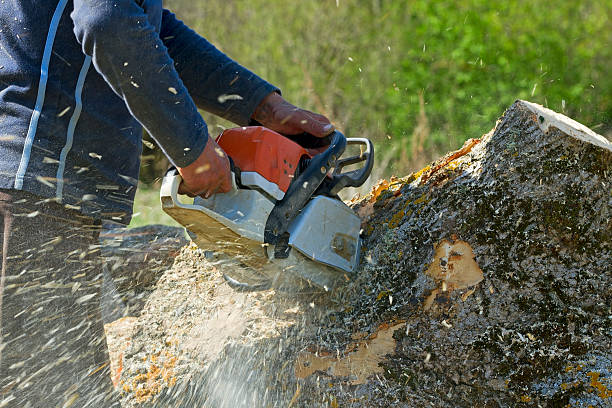 Best Tree Removal  in South Amherst, OH