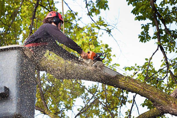 Best Tree Preservation Services  in South Amherst, OH